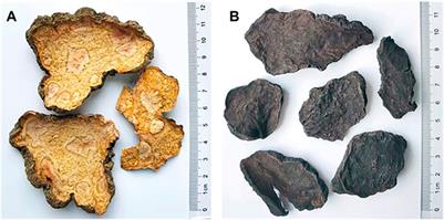 Changes of Physicochemical Properties and Immunomodulatory Activity of Polysaccharides During Processing of Polygonum multiflorum Thunb